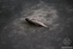 �Ї�ˮ��Ⱦ���}�܇��� �������ο��ׂ��������D�ģ�